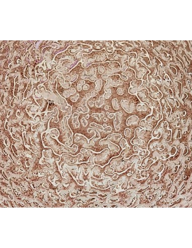 CORONA ESFERICA DECOR CRAQUELE RUBI 220V 40W E14