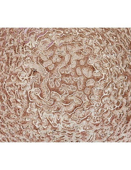 CORONA ESFERICA DECOR CRAQUELE RUBI 220V 40W E14